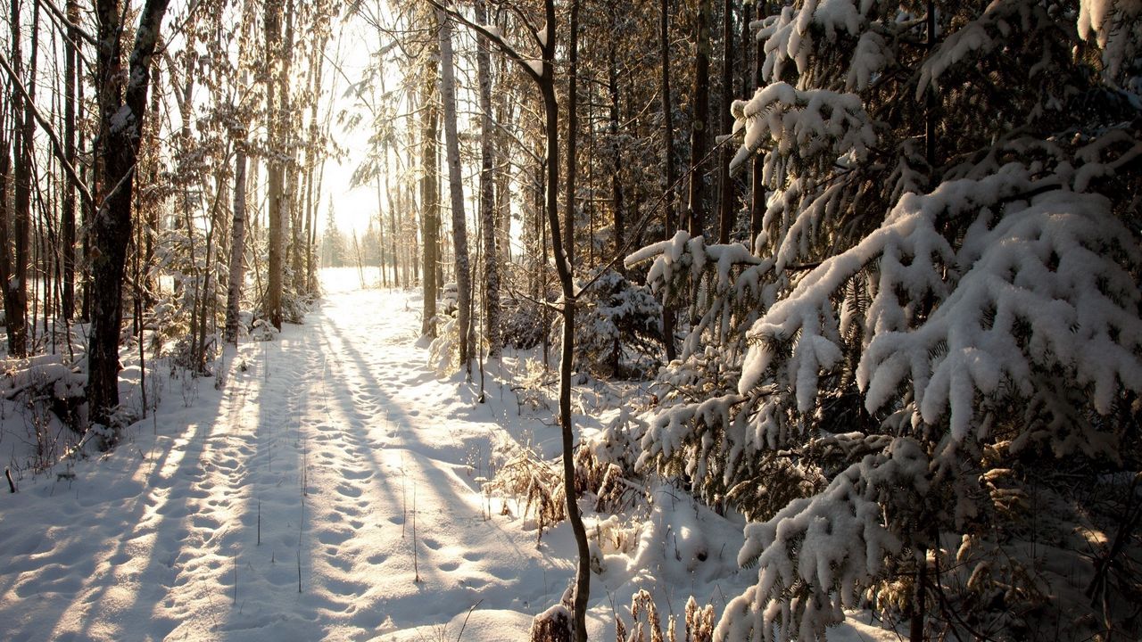 Hình nền rừng (tuyết, mùa đông)